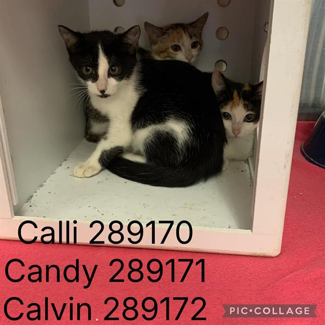 Shelter Stray Female Cat last seen CALVIN DR. (FIRST PRESBYTERIAN DAY SCHOOL), 4214 Fulton Mill Rd, Macon, GA 31216, USA