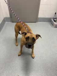 Shelter Stray Male Dog last seen Near, 2600 S Harding St, Indianapolis, IN 46221, USA