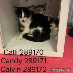 Shelter Stray Male Cat last seen CALVIN DR. (FIRST PRESBYTERIAN DAY SCHOOL), 4214 Fulton Mill Rd, Macon, GA 31216, USA