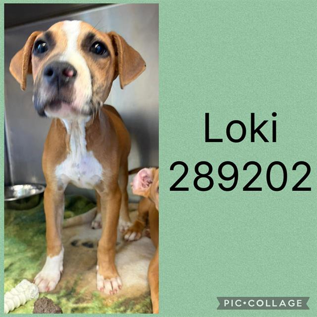 Shelter Stray Male Dog last seen LOWER THOMASTON X NORTH LIZELLA RD., 4214 Fulton Mill Rd, Macon, GA 31216, USA