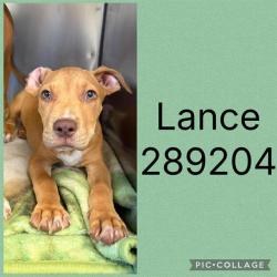 Shelter Stray Male Dog last seen LOWER THOMASTON X N. LIZELLA RD., 4214 Fulton Mill Rd, Macon, GA 31216, USA