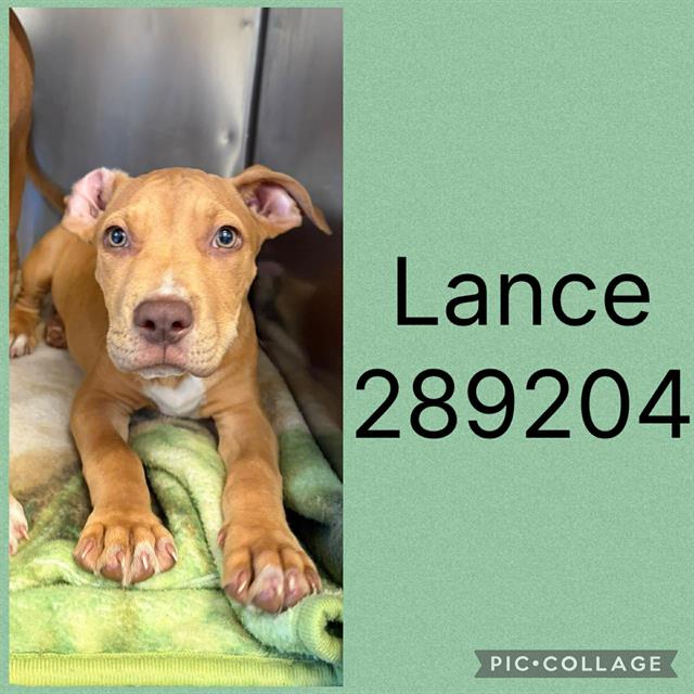 Shelter Stray Male Dog last seen LOWER THOMASTON X N. LIZELLA RD., 4214 Fulton Mill Rd, Macon, GA 31216, USA