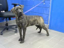 Shelter Stray Female Dog last seen SAN MATEO AND CENTRAL, 8920 Lomas Blvd NE, Albuquerque, NM 87112, USA