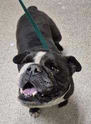 Shelter Stray Male Dog last seen Near BLOCK CHARTERTEN AVE, BAKERSFIELD CA 93307, 3951 Fruitvale Ave, Bakersfield, CA 93308, USA