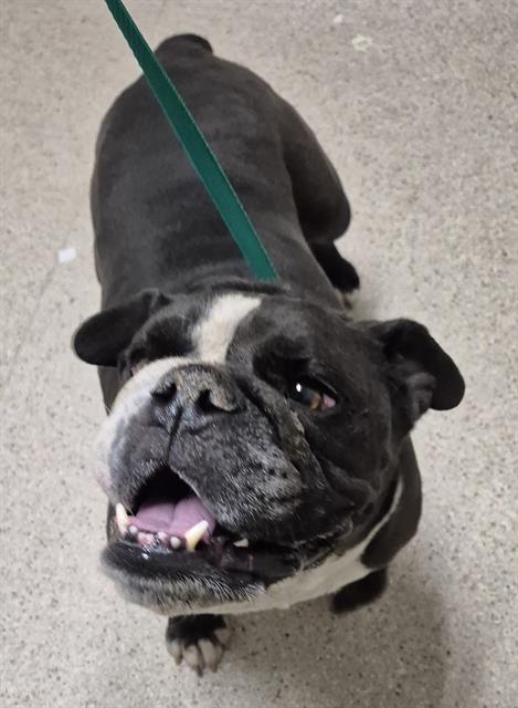 Shelter Stray Male Dog last seen Near BLOCK CHARTERTEN AVE, BAKERSFIELD CA 93307, 3951 Fruitvale Ave, Bakersfield, CA 93308, USA