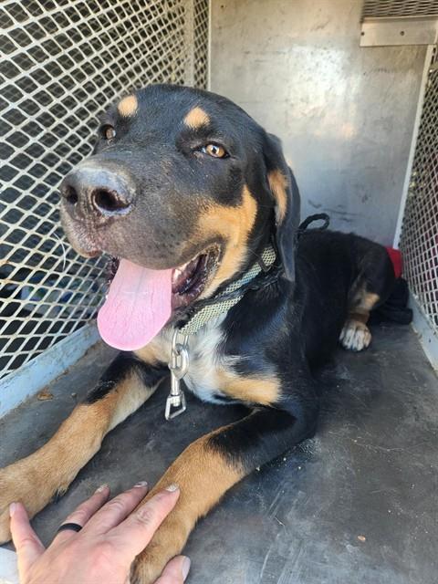 Shelter Stray Male Dog last seen Near BLOCK LARK PL, BAKERSFIELD CA 93308, 3951 Fruitvale Ave, Bakersfield, CA 93308, USA