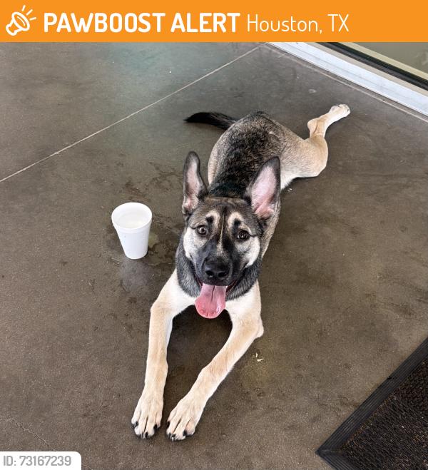 Found/Stray Female Dog last seen Autonation USA, Houston, TX 77094