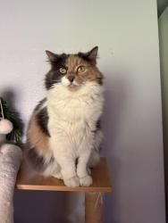 Lost Female Cat last seen Military Road, Auburn, WA 98001