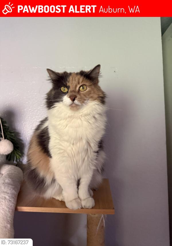 Lost Female Cat last seen Military Road, Auburn, WA 98001