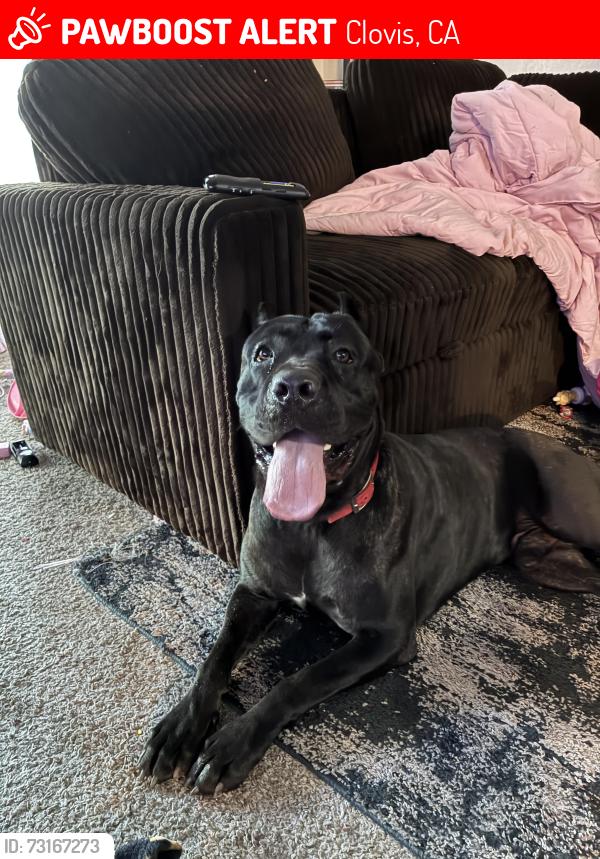 Lost Male Dog last seen Clovis an fordham, Clovis, CA 93611