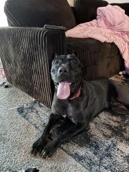 Lost Male Dog last seen Clovis an fordham, Clovis, CA 93611