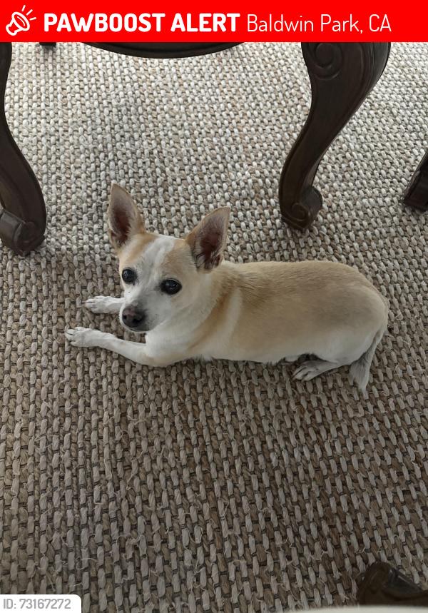 Lost Male Dog last seen Vineland Ave & Pacific Ave, Baldwin Park, CA 91706