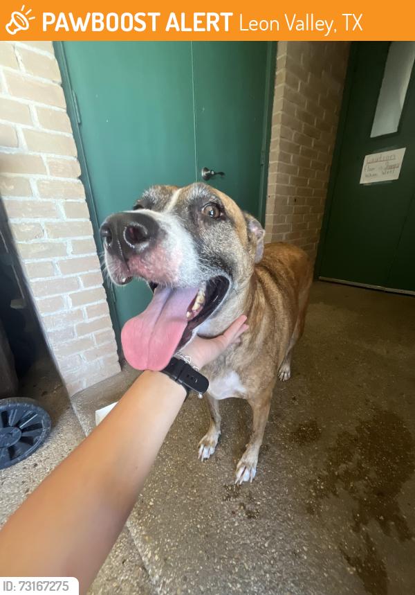 Found/Stray Male Dog last seen Forest Oaks Pool, Leon Valley, TX 78238