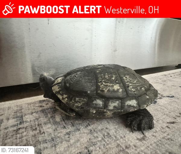 Lost Male Reptile last seen Maebelle Way, Westerville, OH 43081