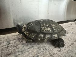 Lost Male Reptile last seen Maebelle Way, Westerville, OH 43081