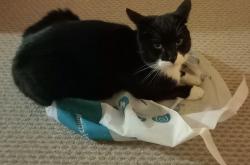 Lost Male Cat last seen B73 5HT, Birmingham, England B73 5HT