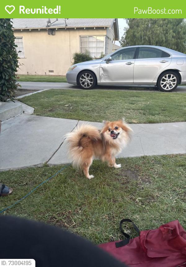 Reunited Male Dog last seen Fruit and olive also around the old folks home, Fresno, CA 93728