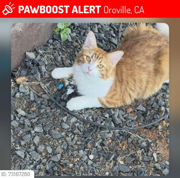 Lost Male Cat last seen Hillcrest Avenue, Oroville, CA 95965