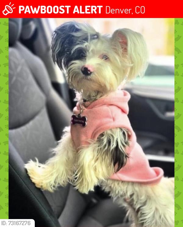 Lost Female Dog last seen S Syracuse way, Denver, CO 80231