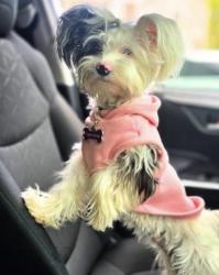 Lost Female Dog last seen S Syracuse way, Denver, CO 80231