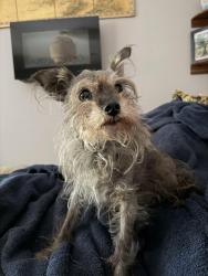Lost Female Dog last seen Ferris St and Elm St in Bellaire, TX, Bellaire, TX 77401