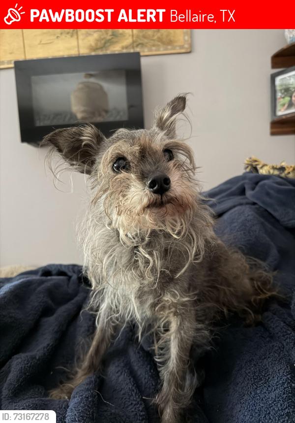 Lost Female Dog last seen Ferris St and Elm St in Bellaire, TX, Bellaire, TX 77401