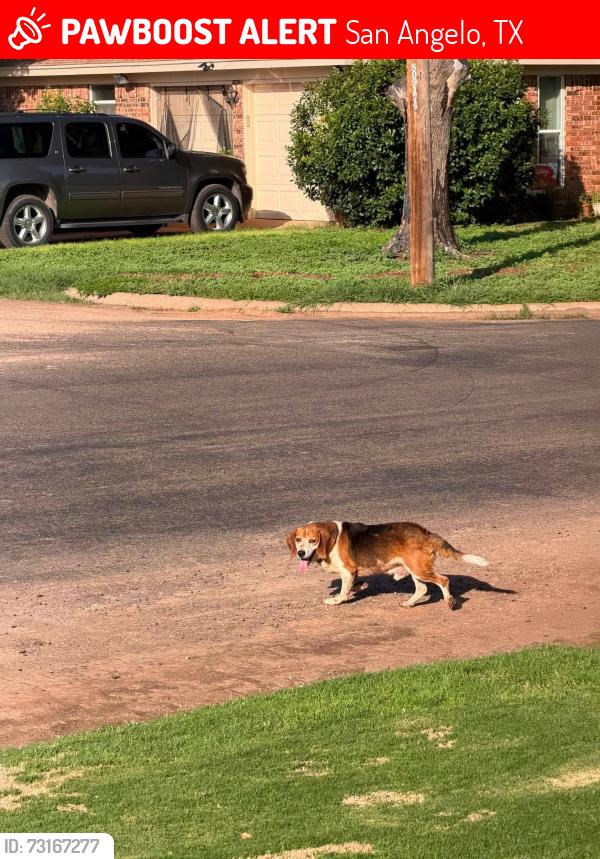 Lost Male Dog last seen Old post Rd, San Angelo, TX 76904