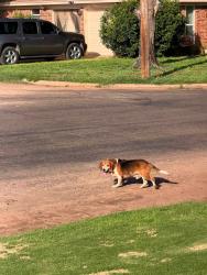 Lost Male Dog last seen Old post Rd, San Angelo, TX 76904