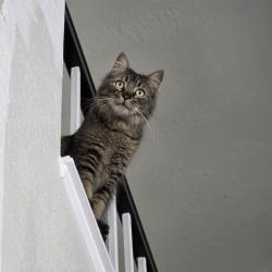 Lost Male Cat last seen Viewpoint Drive, Wildomar, CA 92595