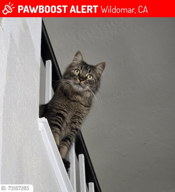 Lost Male Cat last seen Viewpoint Drive, Wildomar, CA 92595