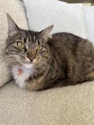 Lost Female Cat last seen Coronel rd. & thorley rd., Santa Ana, CA 92705