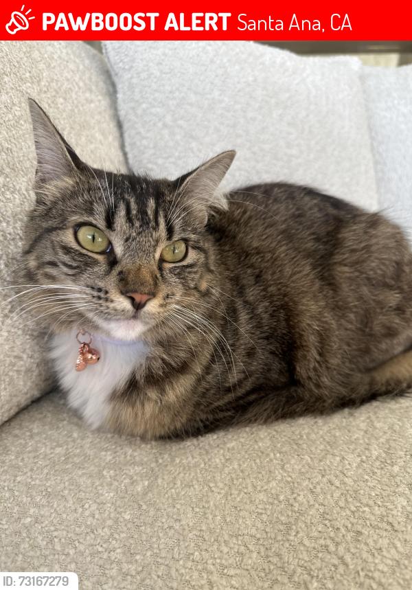 Lost Female Cat last seen Coronel rd. & thorley rd., Santa Ana, CA 92705