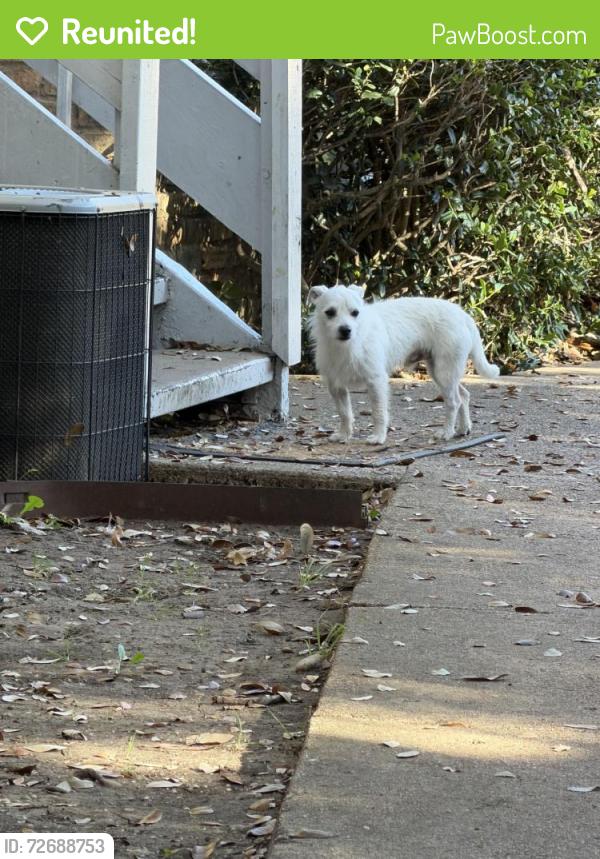 Reunited Unknown Dog last seen Spring Valley and Preston, Dallas, TX 75240