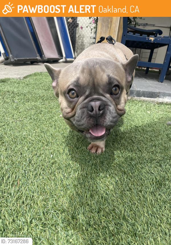 Found/Stray Male Dog last seen Bancroft and Seminary, Oakland, CA 94605