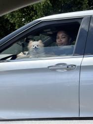Found/Stray Female Dog last seen n/a, Memphis, TN 38128