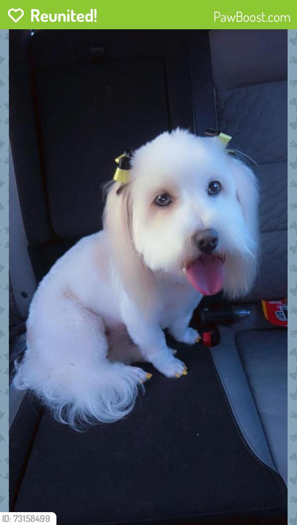 Reunited Female Dog last seen Sullivan dr, Memphis, TN 38109