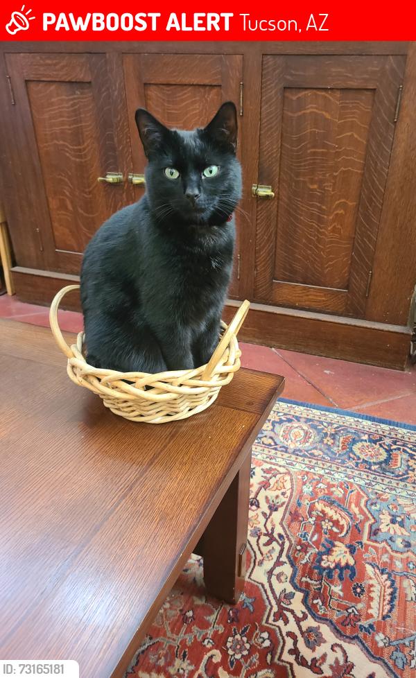 Lost Male Cat last seen E. Helen Street near Tucson Blvd., Tucson, AZ 85716