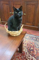 Lost Male Cat last seen E. Helen Street near Tucson Blvd., Tucson, AZ 85716