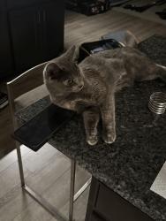 Lost Female Cat last seen Near Hampshire Ave, Savage, MN 55378