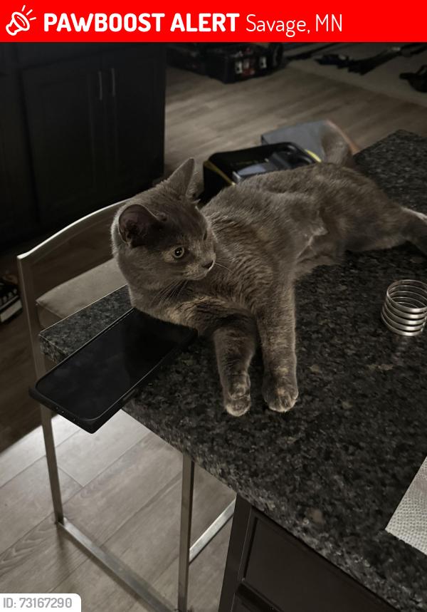 Lost Female Cat last seen Near Hampshire Ave, Savage, MN 55378