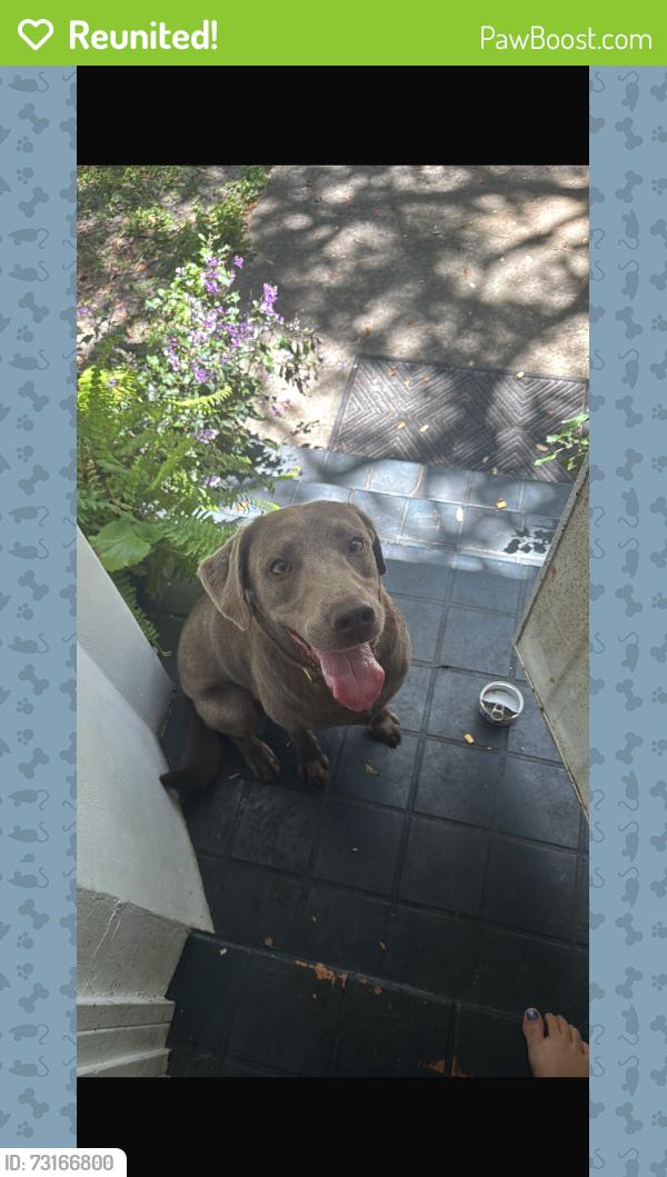 Reunited Unknown Dog last seen Sherwood Forest, El Portal, FL 33138