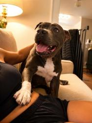 Shelter Stray Male Dog last seen Near Kings Cove Ellenwood, 30294, 30294,, 3280 Chamblee Dunwoody Rd, Chamblee, GA 30341, USA