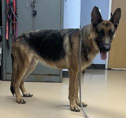Shelter Stray Female Dog last seen Near Hidden Valley Road, 30035, GA, 3280 Chamblee Dunwoody Rd, Chamblee, GA 30341, USA