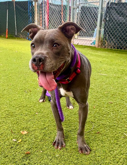 Shelter Stray Female Dog last seen Near N Streeper, 21205, MD, 301 Stockholm St, Baltimore, MD 21230, USA