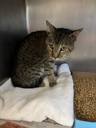 Shelter Stray Male Cat last seen 1100-BLK CHRISTOPHER AVE, City of Round Rock, TX, 1855 SE Inner Loop, Georgetown, TX 78626, USA