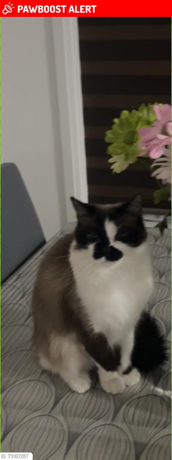 Lost Female Cat last seen Marlene Johnston drive, East Gwillimbury, ON 