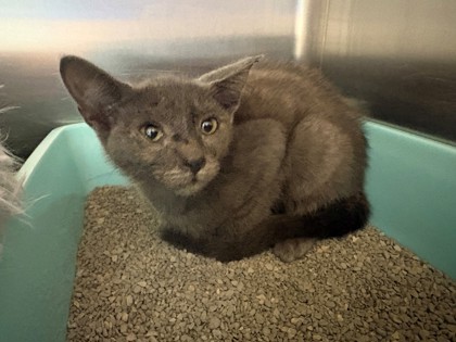 Shelter Stray Male Cat last seen Near Pipeline, District 1 - North Cleburne, TX, 2375 Service Dr, Cleburne, TX 76033, USA
