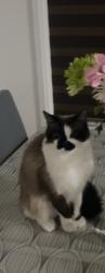 Lost Female Cat last seen Marlene Johnston drive, East Gwillimbury, ON 