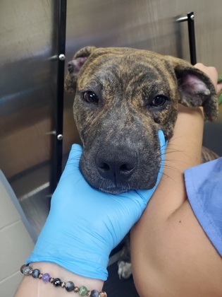Shelter Stray Male Dog last seen Near Bennett Yard Road, North Charleston, SC, 2455 Remount Rd, North Charleston, SC 29406, USA