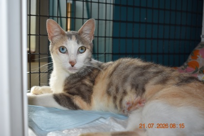 Shelter Stray Female Cat last seen 67, City of Alvarado, TX, 602 S Pkwy Dr, Alvarado, TX 76009, USA